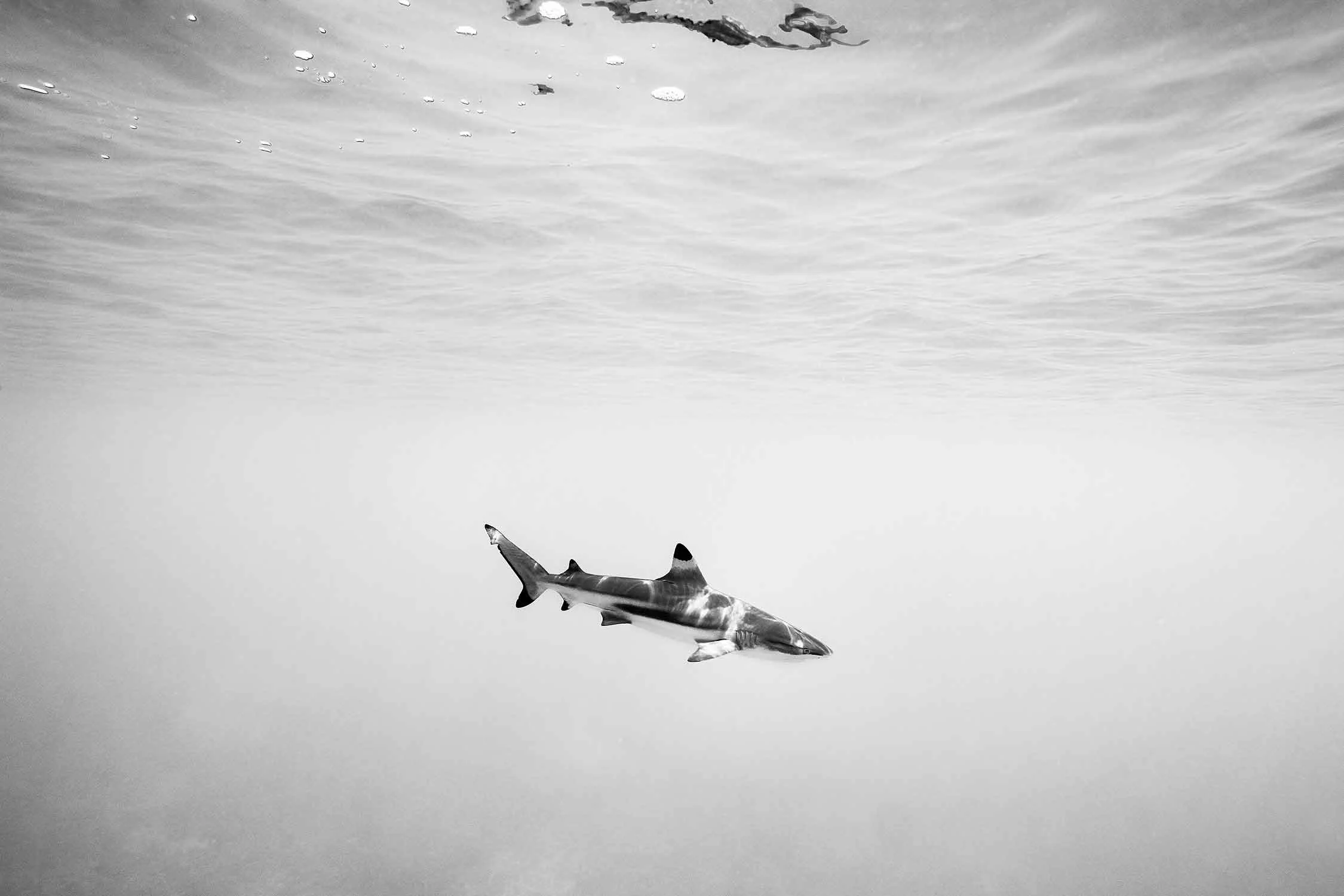 Blacktip reef shark gliding through clear ocean waters in black and white fine art photography John Baran.
