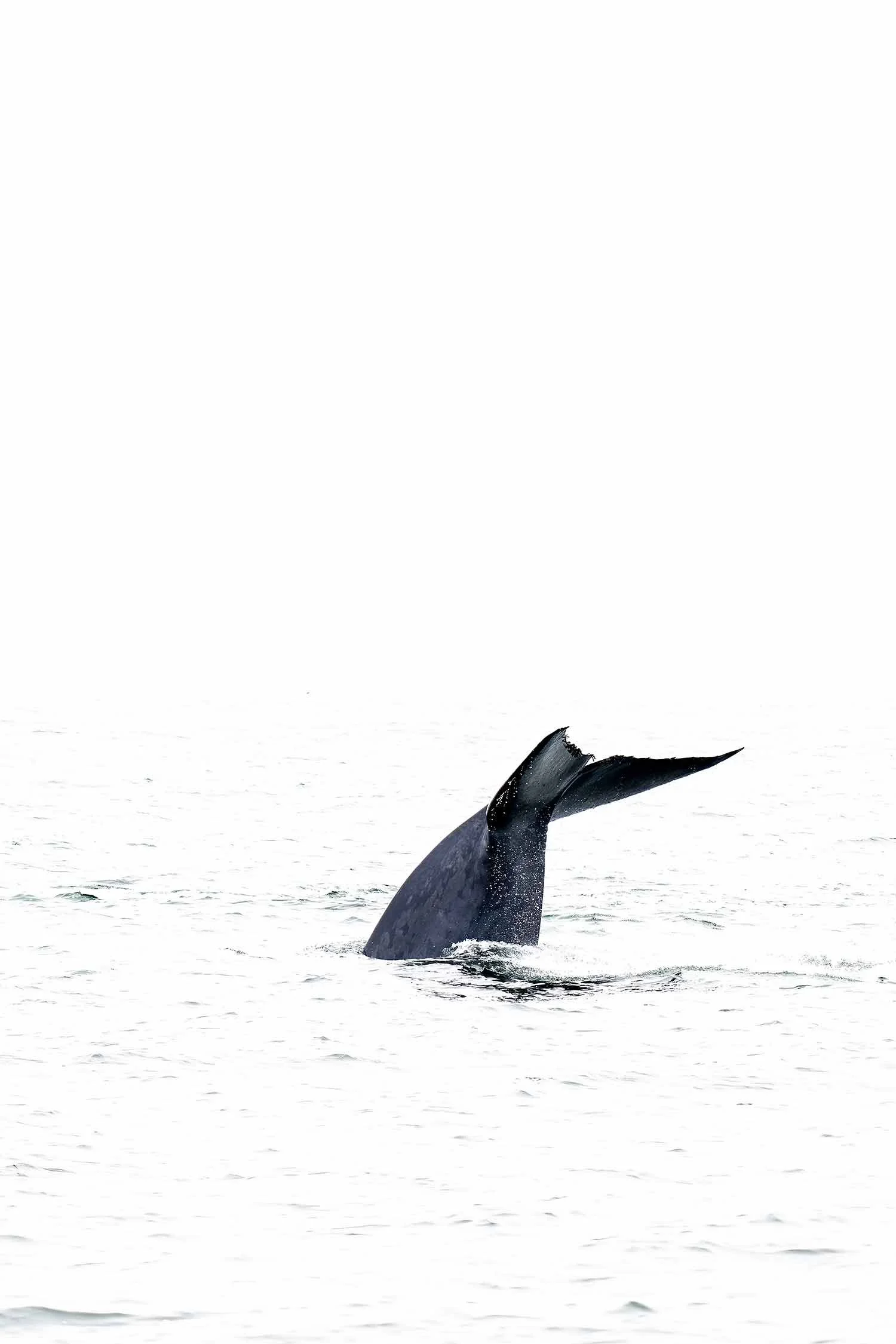 Blue whale tail fluke above ocean as it begins deep dive, fine art wildlife photograph.