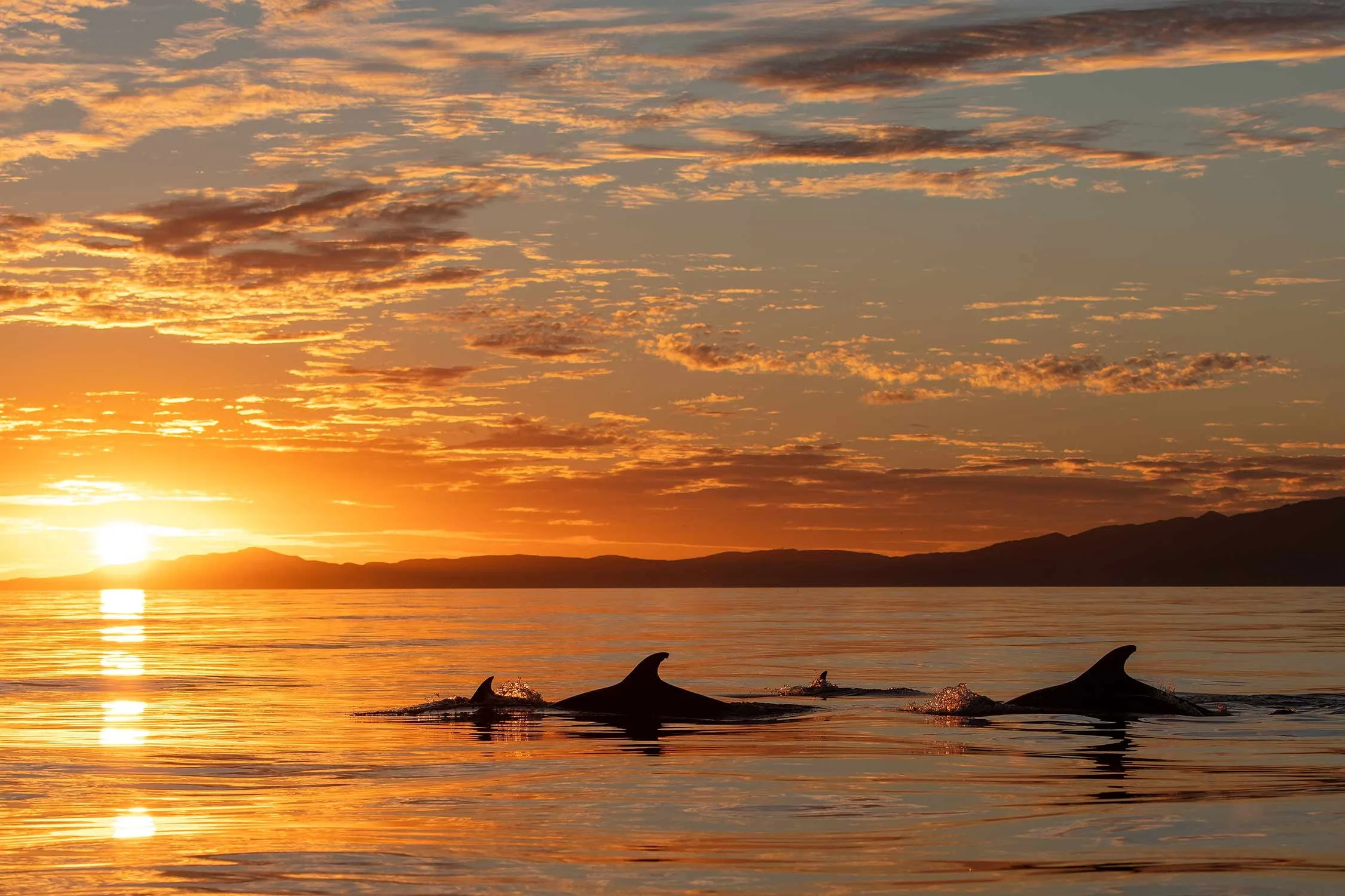 Sunrise-Dolphins.jpg