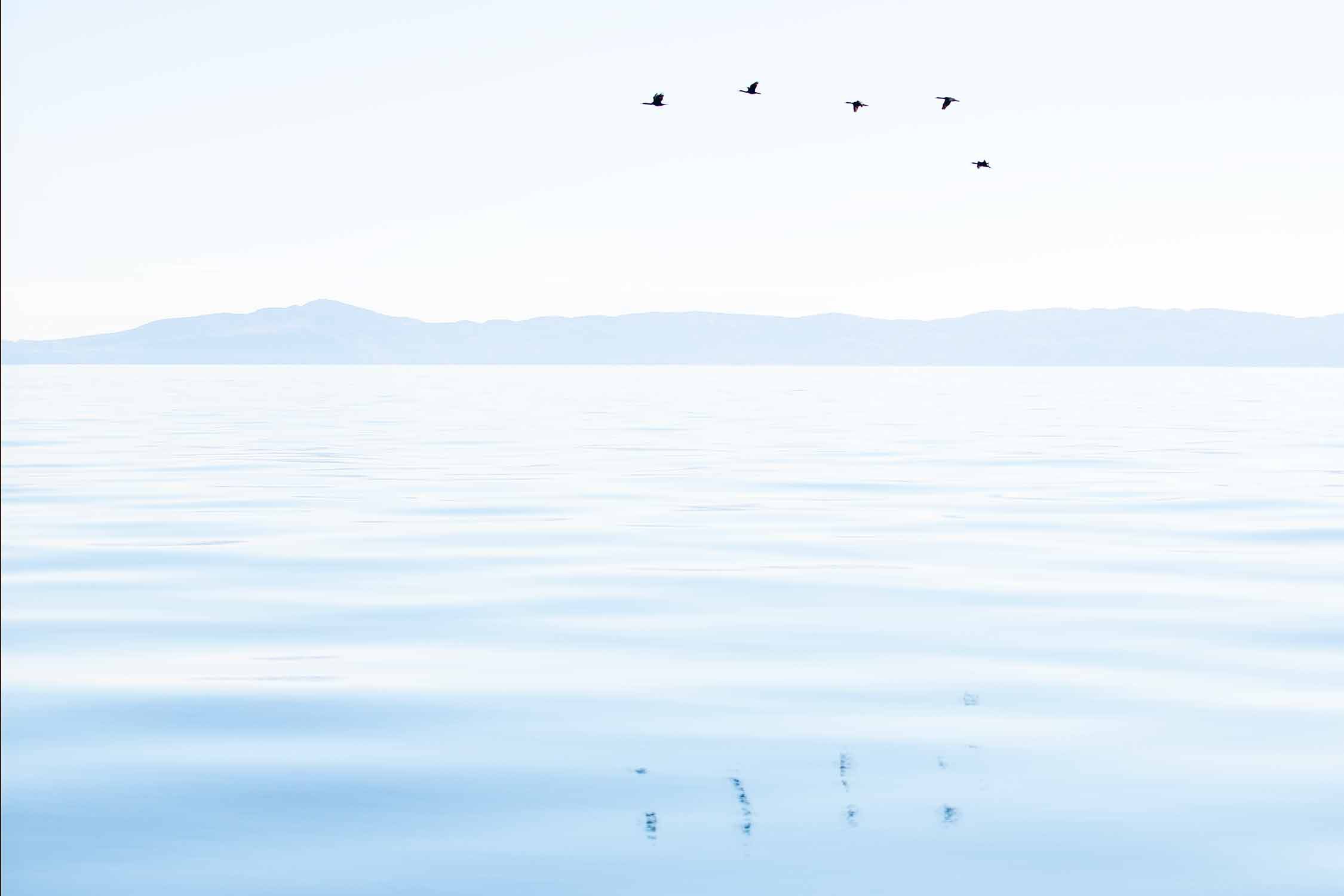 Calming coastal photograph of seabirds flying over glassy ocean water with reflections and an island in the background.
