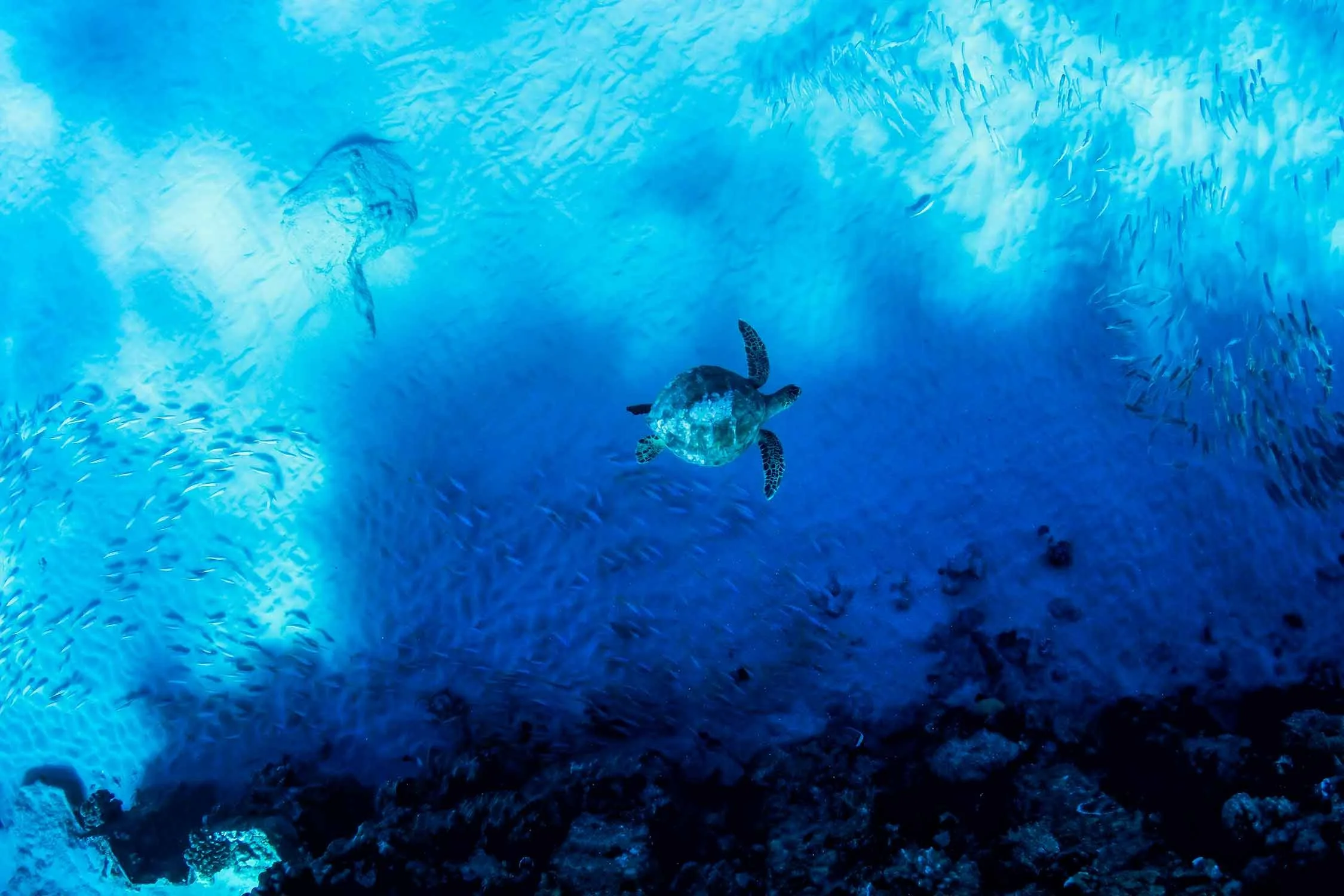 Underwater sea turtle swimming in blue ocean, Blue Honu photograph by John Baran