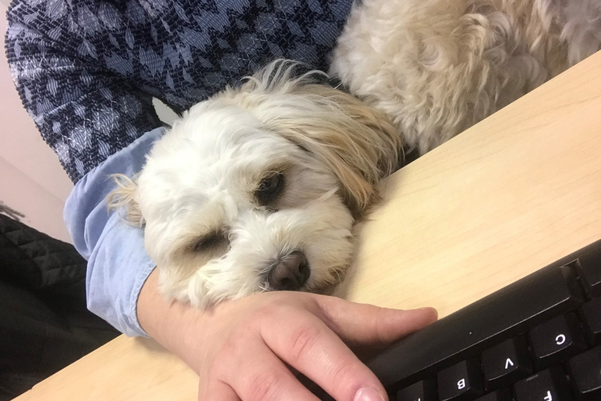 bella-squarespace.jpg