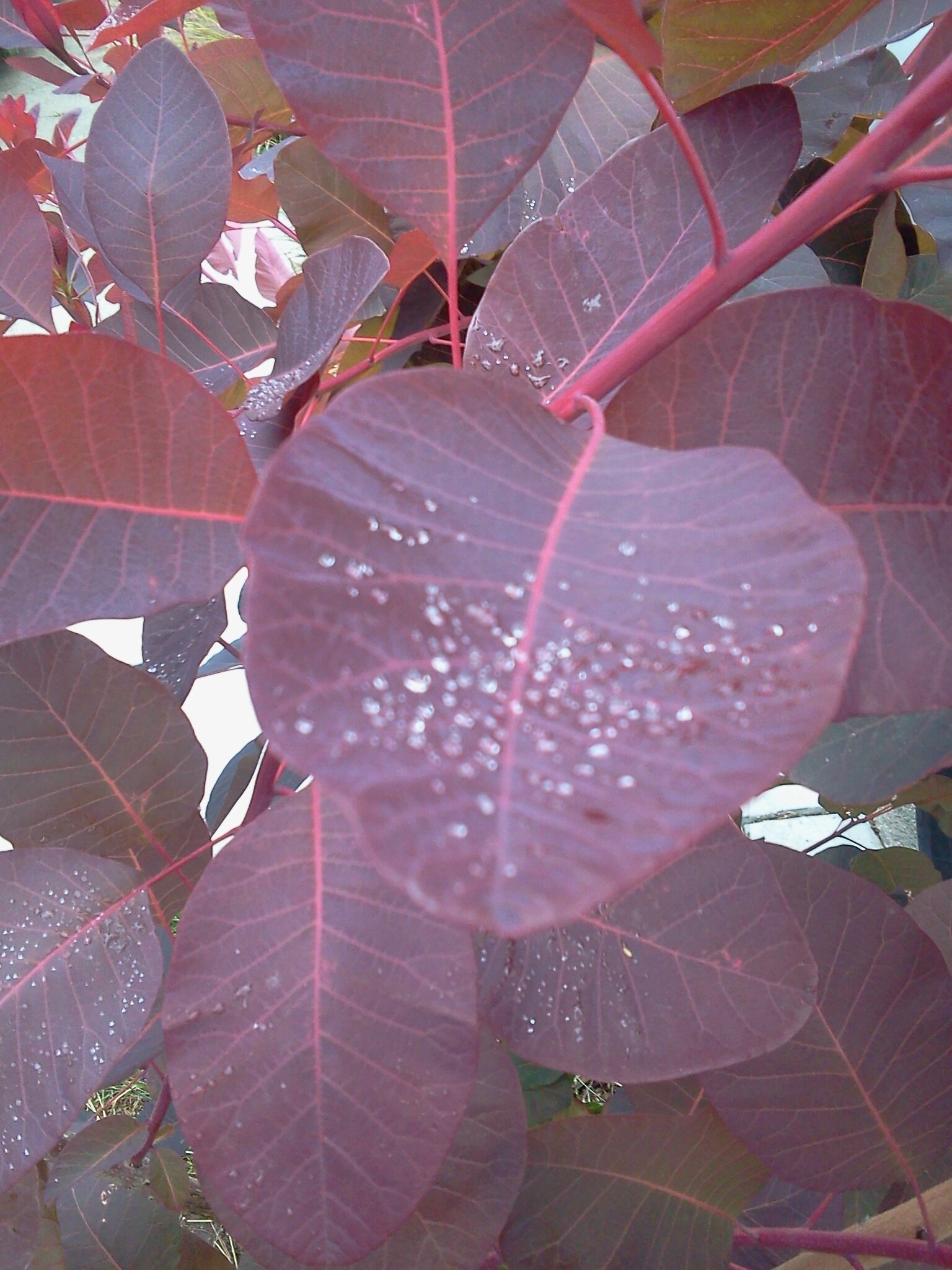 2013-05-29 07.51.17.jpg