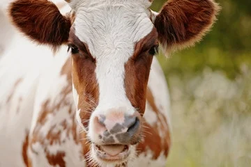 Food For Thought — Renewed Animal Rights Perspective on Veganism