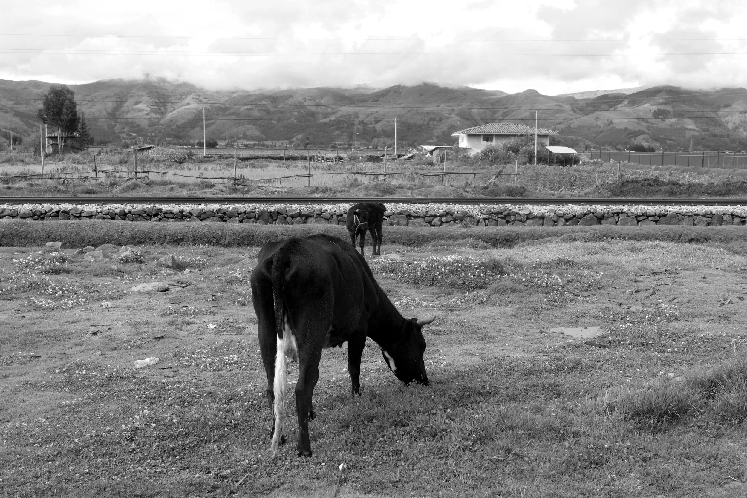 DSC04450bw.jpg