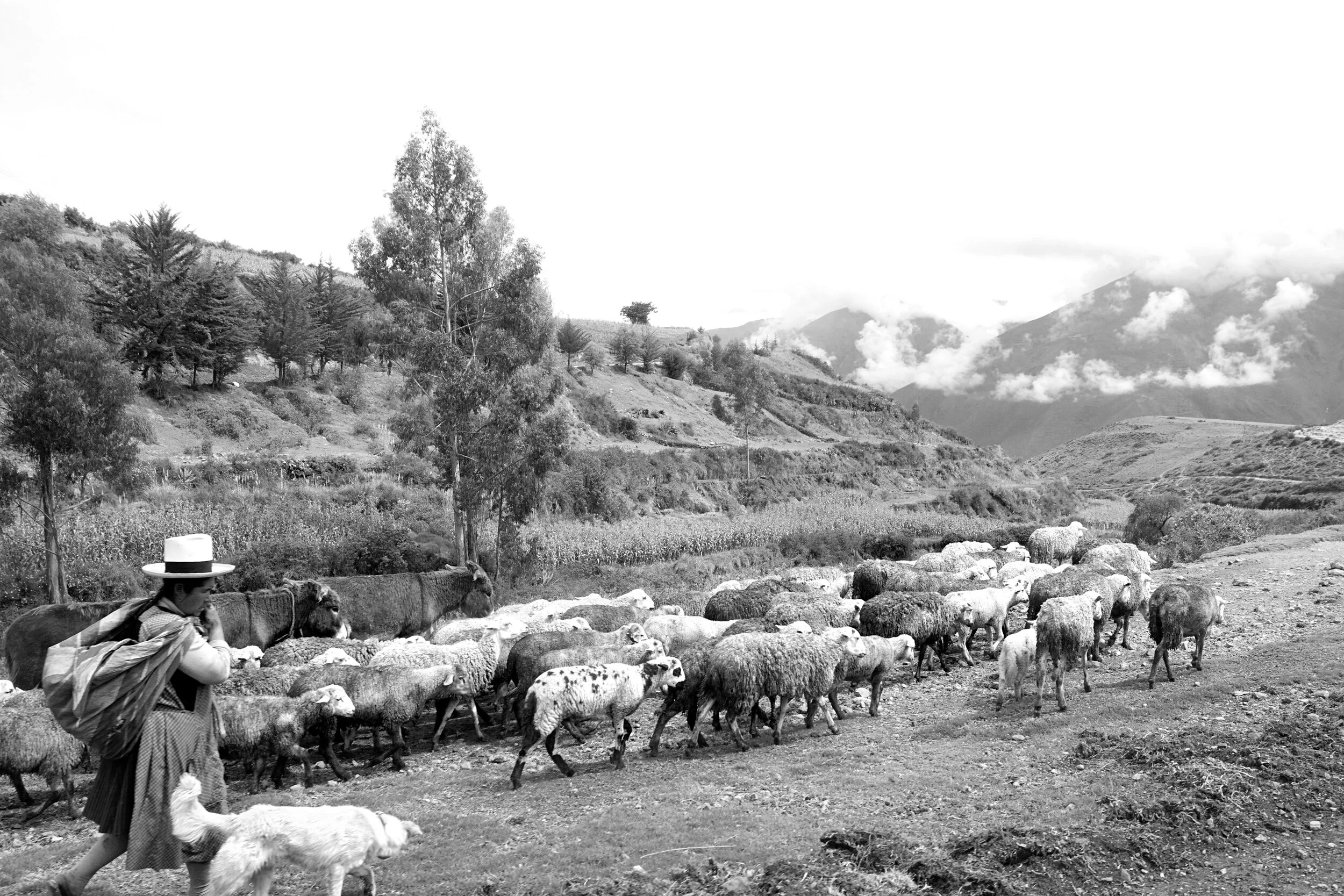 DSC04474bw.jpg