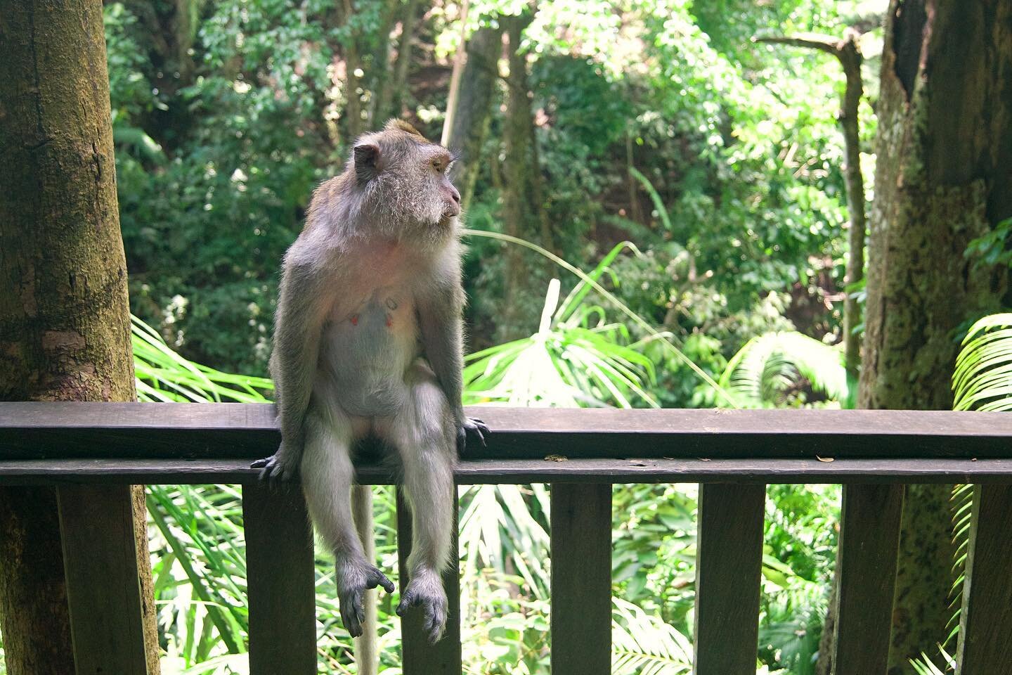 🐒