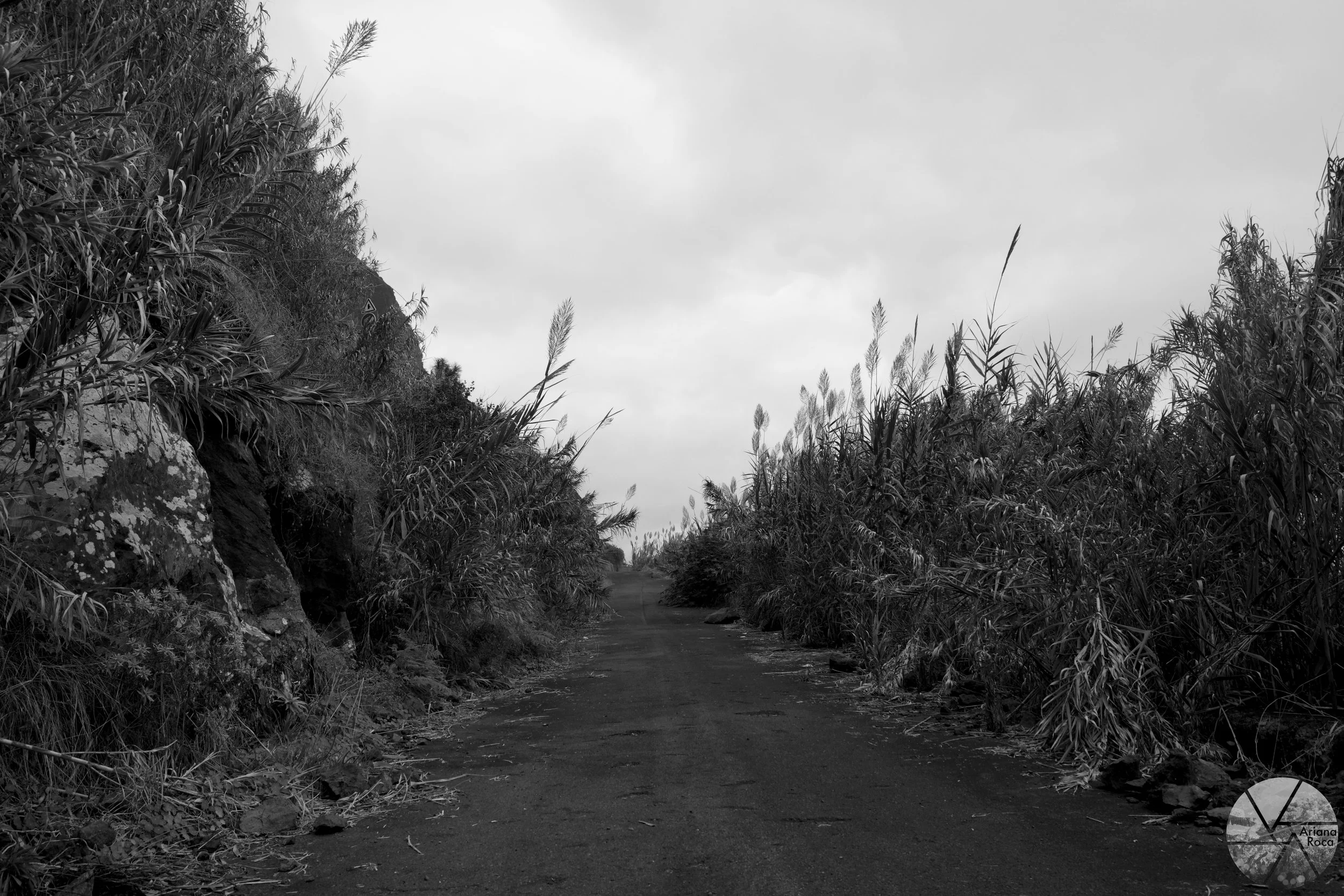 DSC08086l.jpg