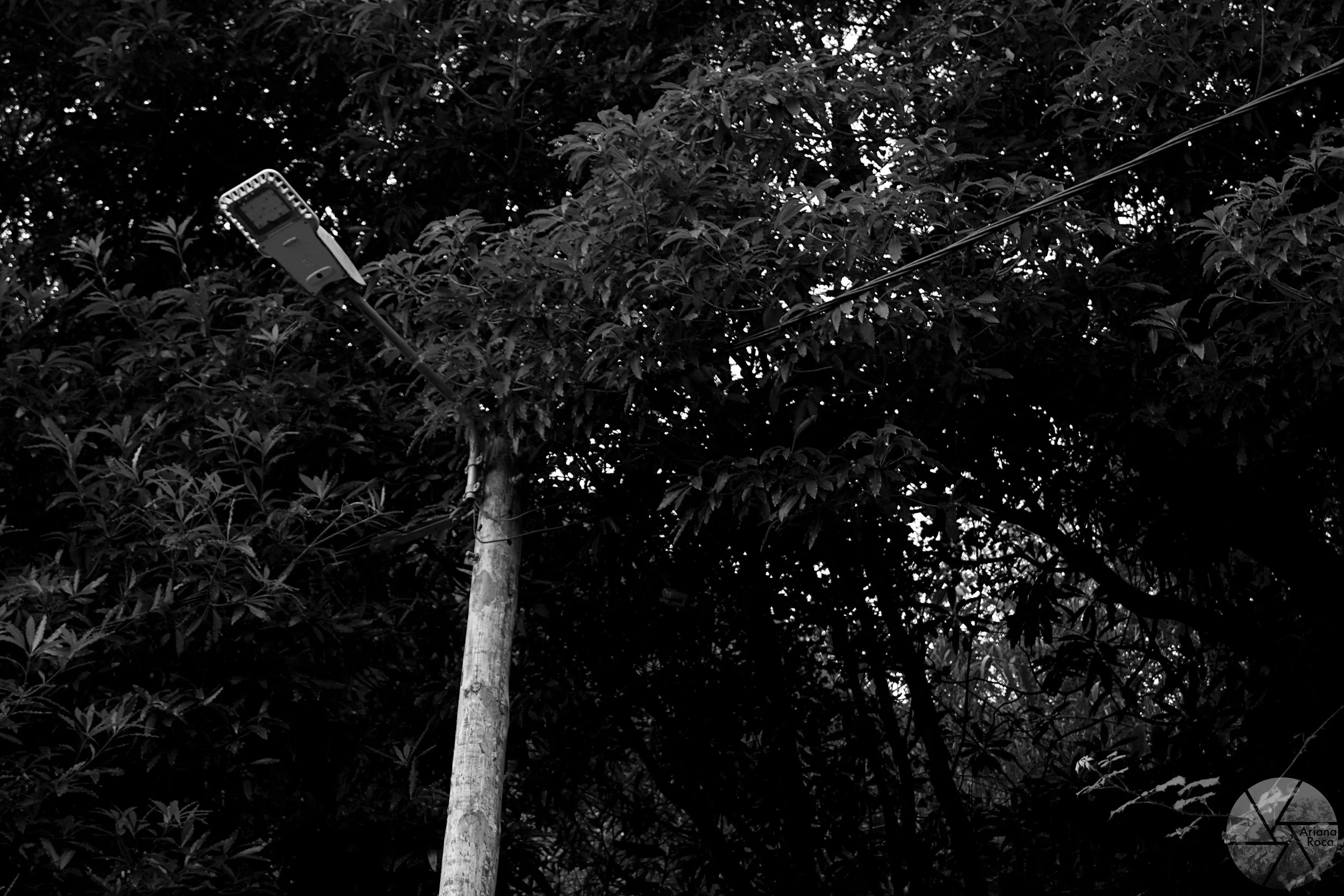 DSC08230bw.jpg