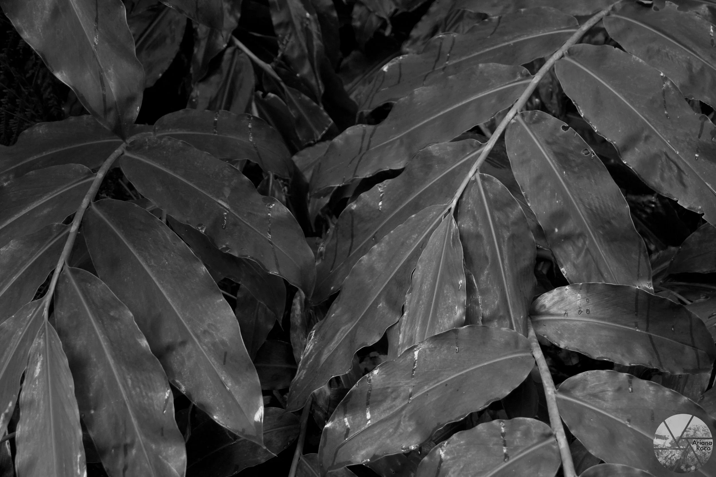 DSC08214bw.jpg