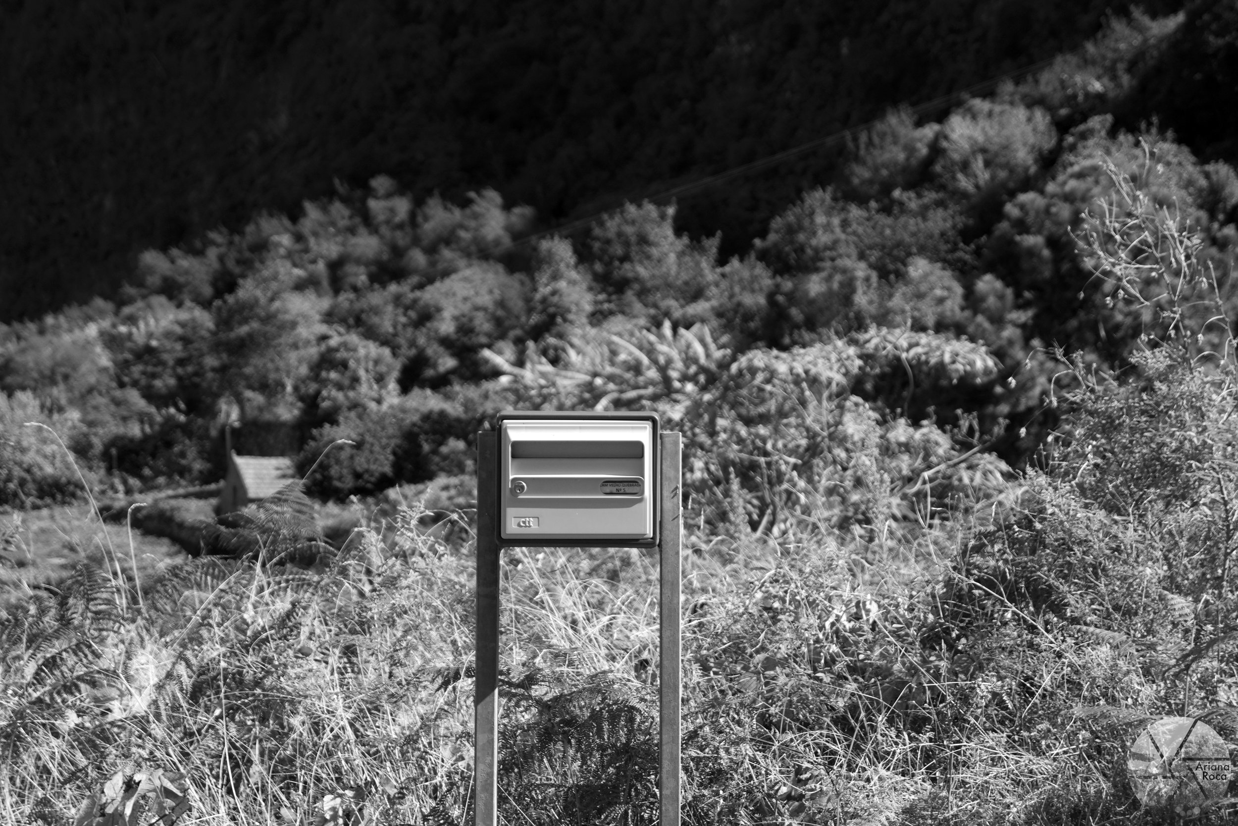 DSC08259bw.jpg