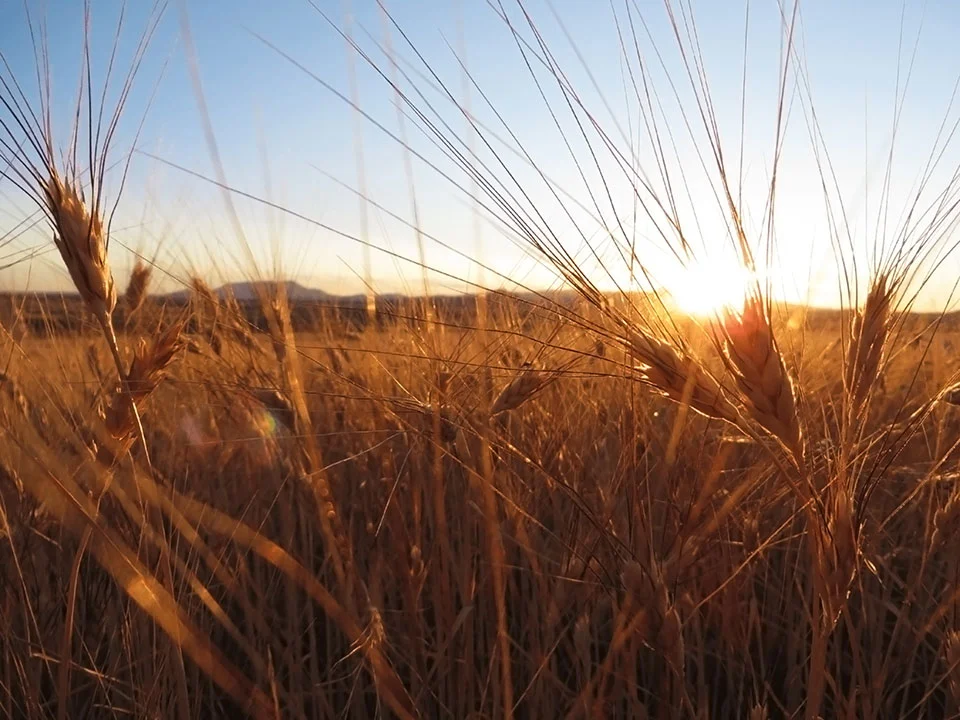 Kamut-Harvest.jpg