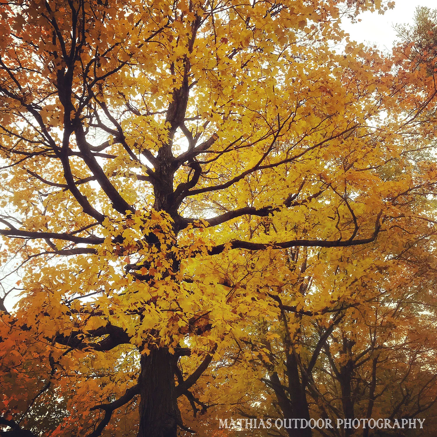 Fall is in the air at Mathias Outdoor Photography Studio