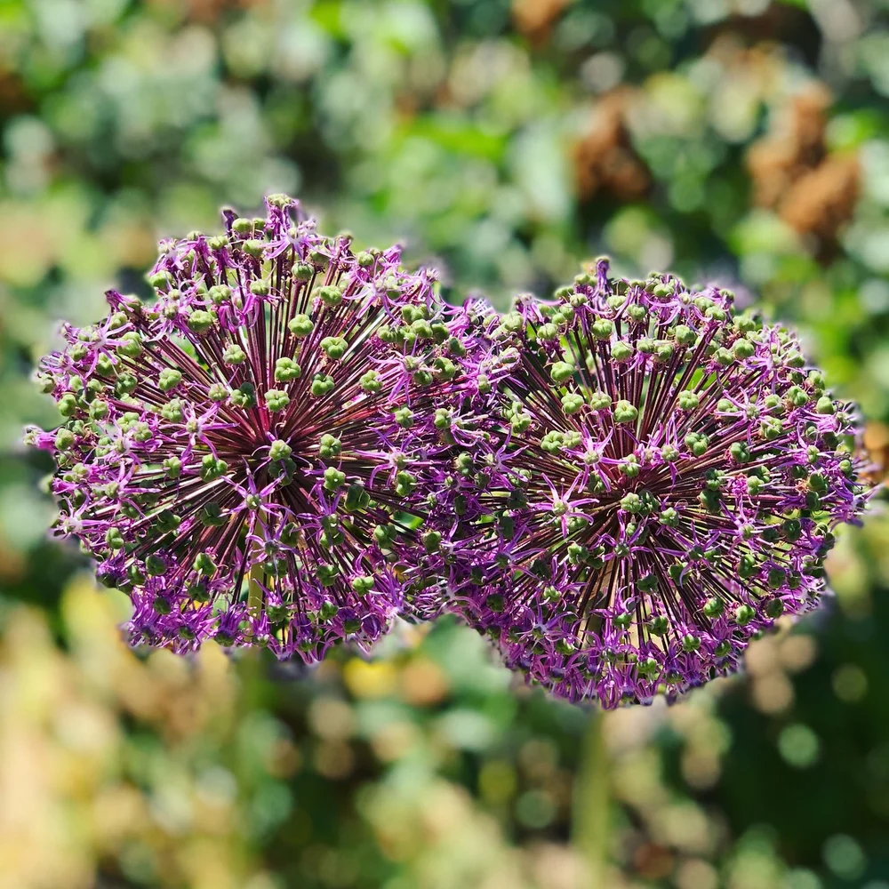 The Beauty of Filoli: Flowers