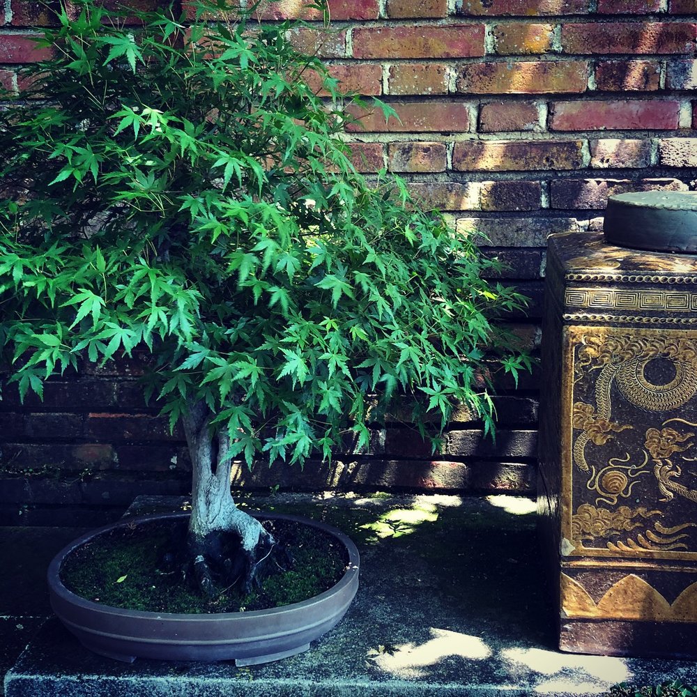 The Beauty of Filoli: Bonsai Garden