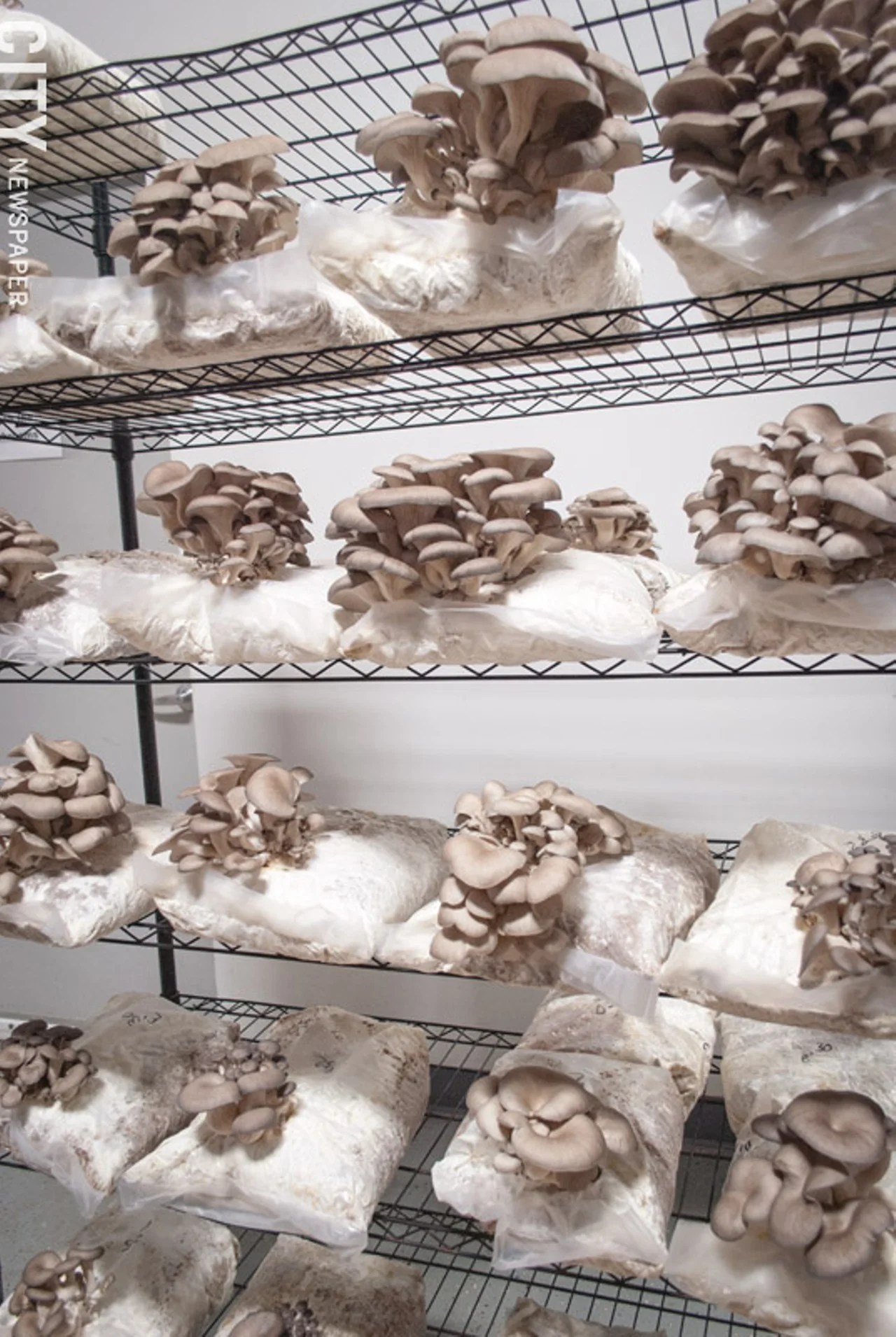 mushrooms-growing.jpg