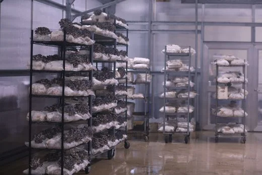 Mushrooming company Leep Foods a surprise result of an RIT lab mishap