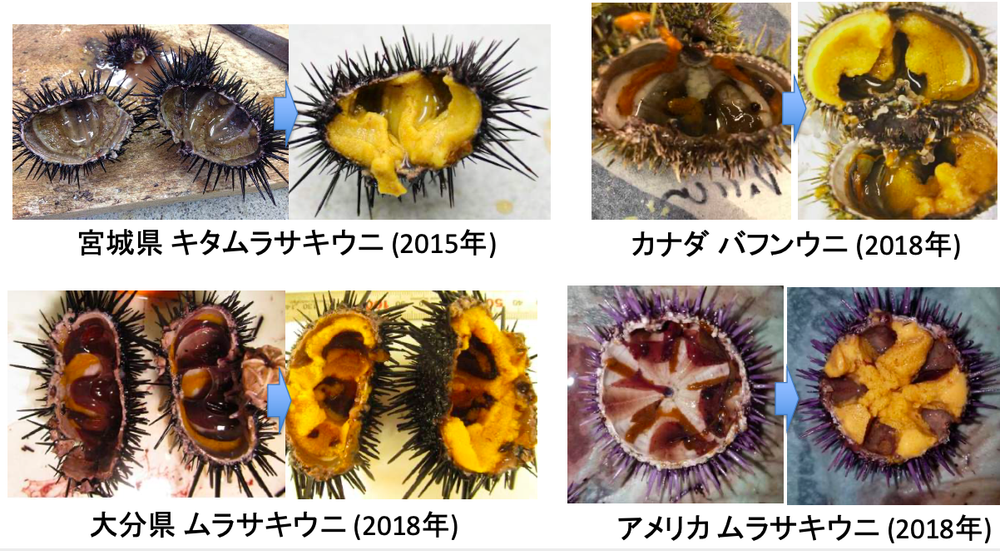 確かな品質 ウニノミクス 確かな品質 ウニノミクス