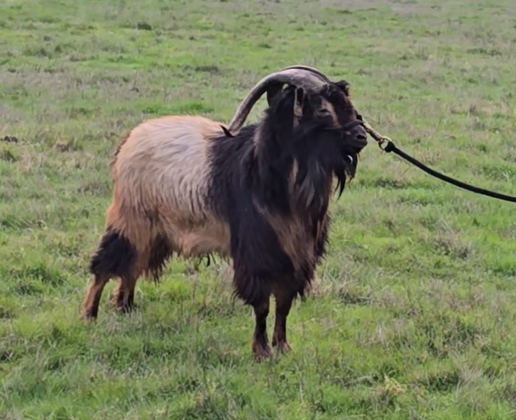 Goat halter.png