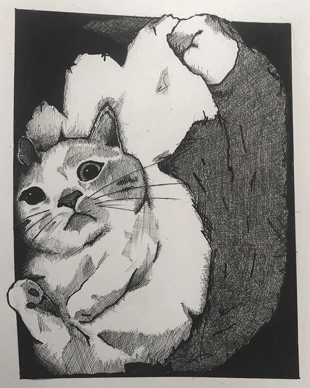 It&rsquo;s a cat in a box. #art #artofinstagram #artistofinstagram #artist #drawing #posca #unipin #fineliner #blackink #ink #illustration #pen #pendrawing #bristolart #manchesterart #drawingpractice #instart #cat #catdrawing #cats #sketch #tattoo #t