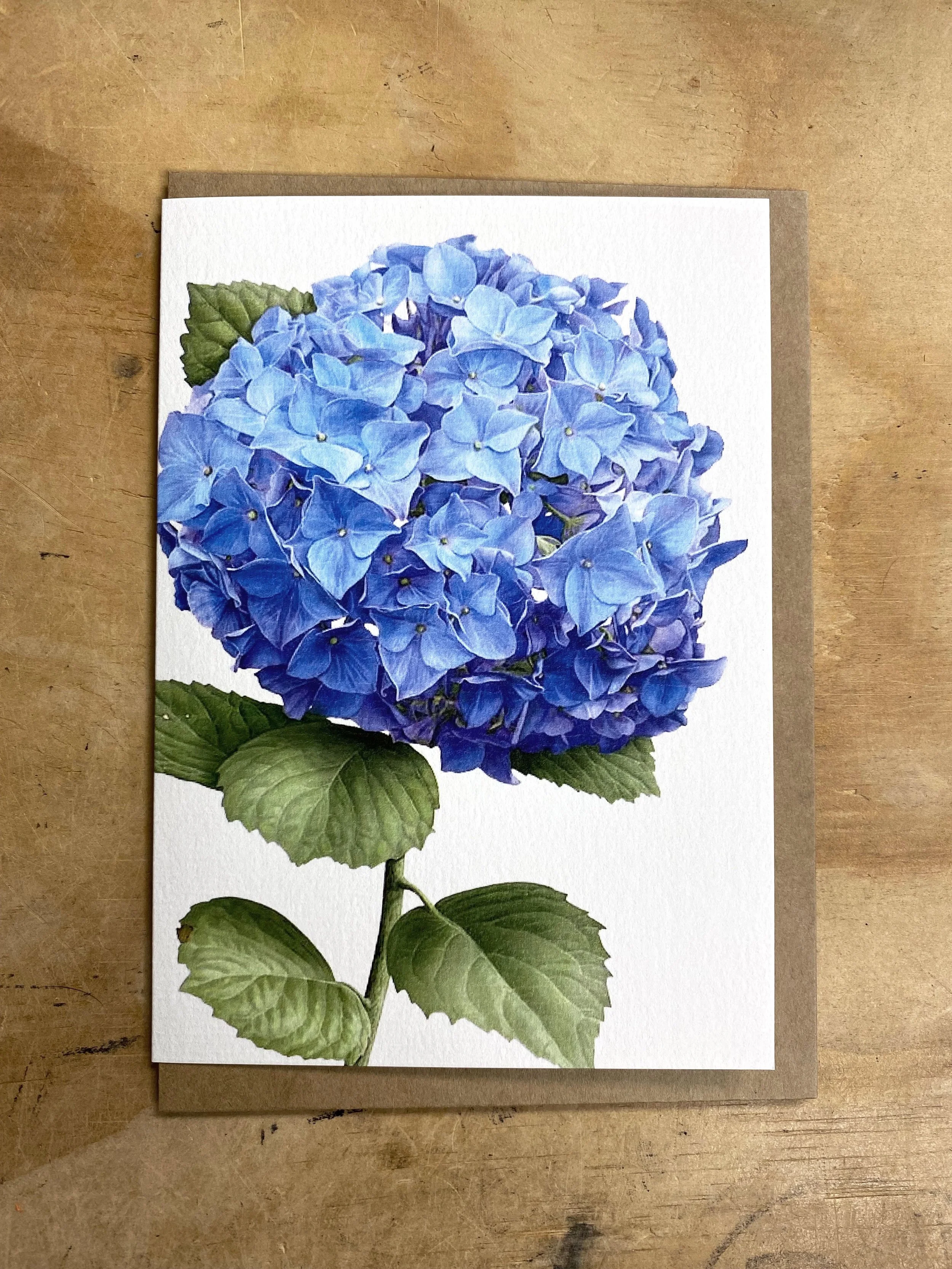 Blue Hydrangea