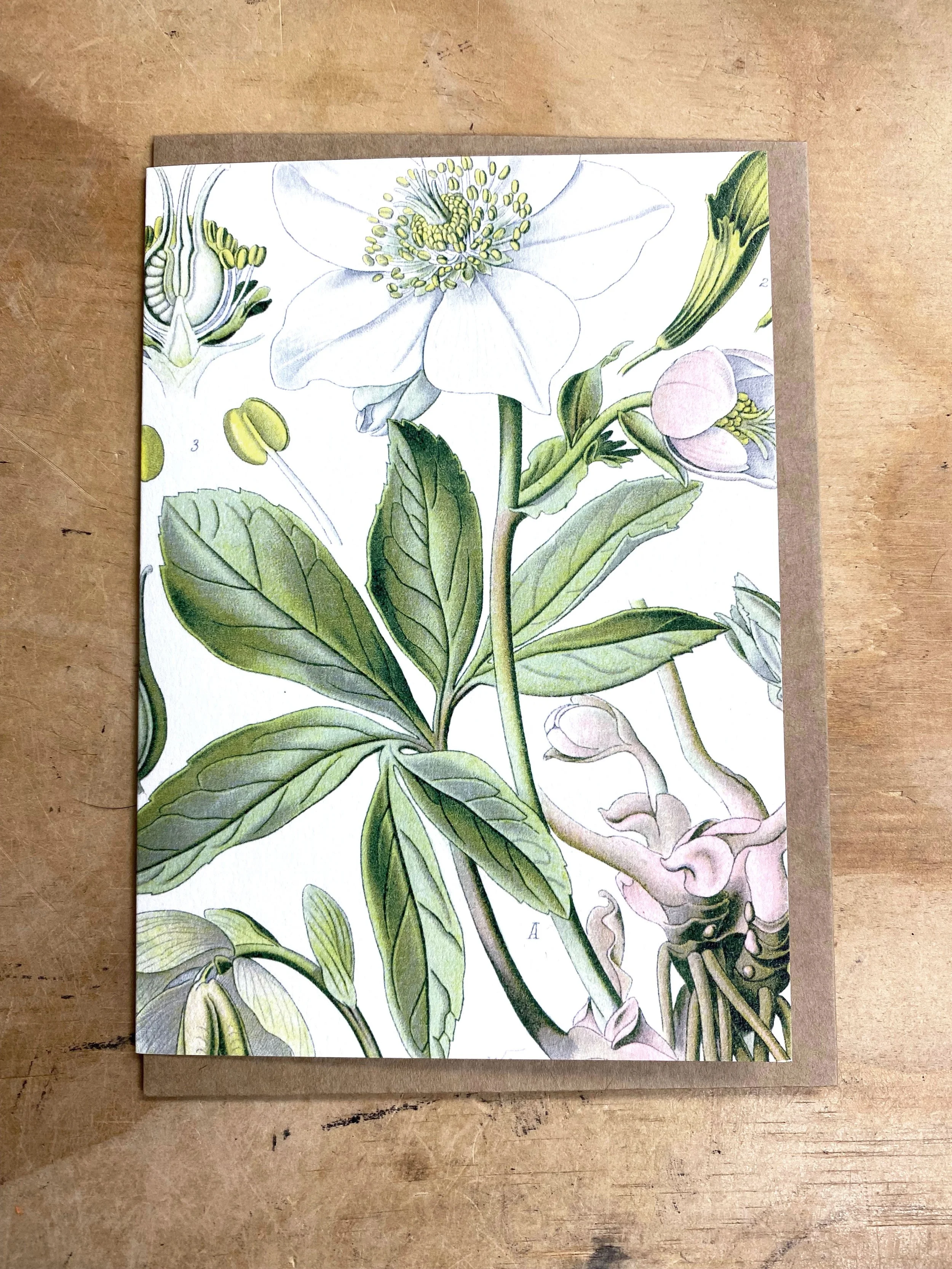 Hellebore