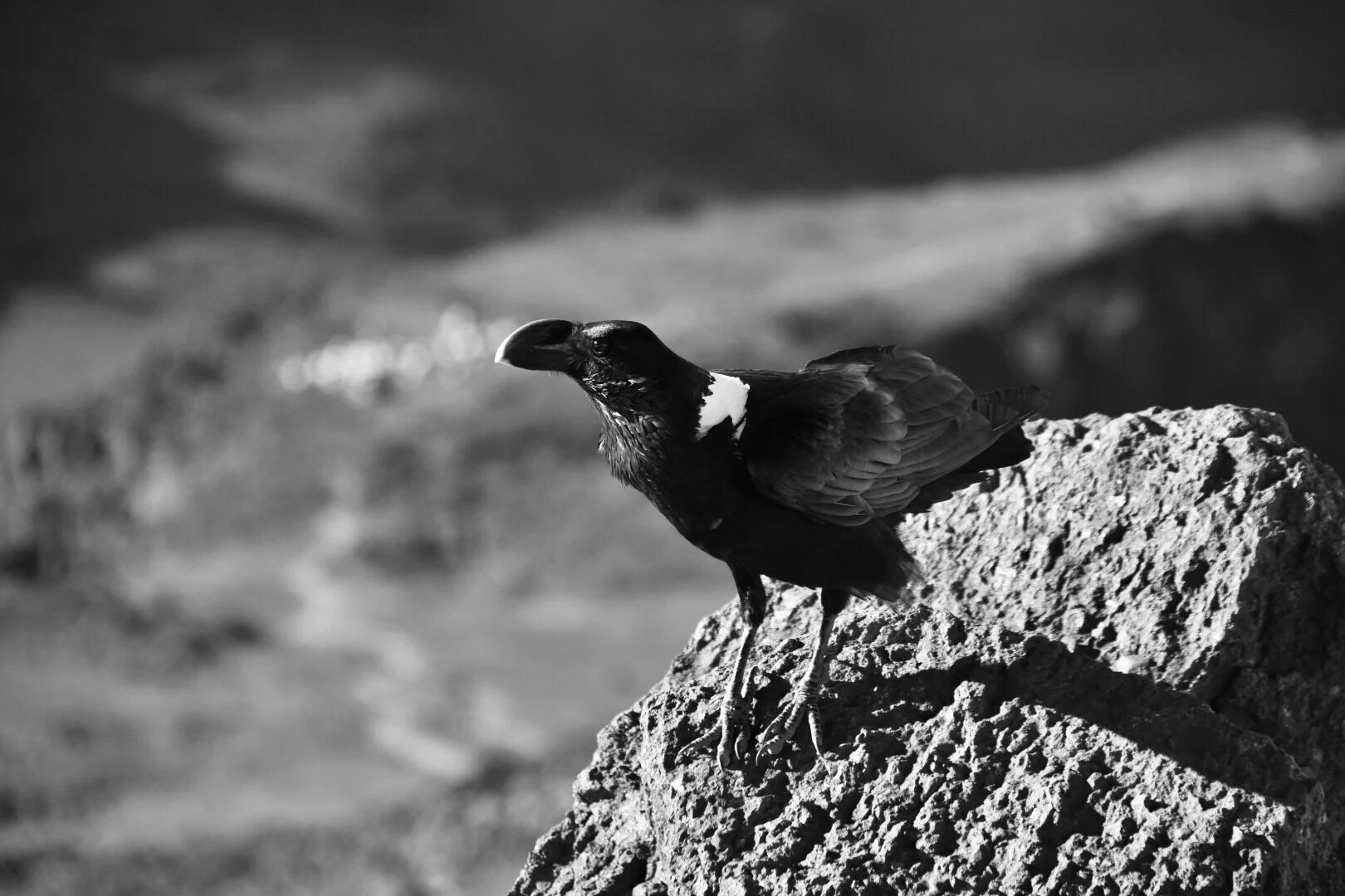 IMG_4558 2.JPG