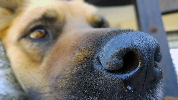 dog-portrait-1717848__340.jpg