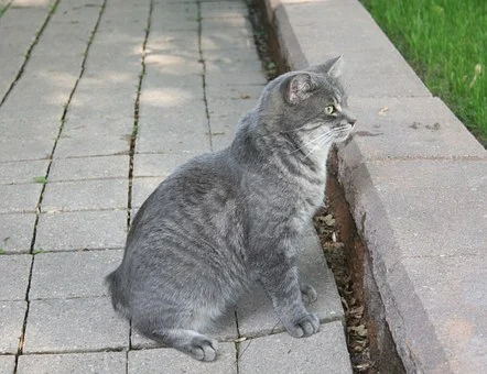 cat-367222__340.jpg