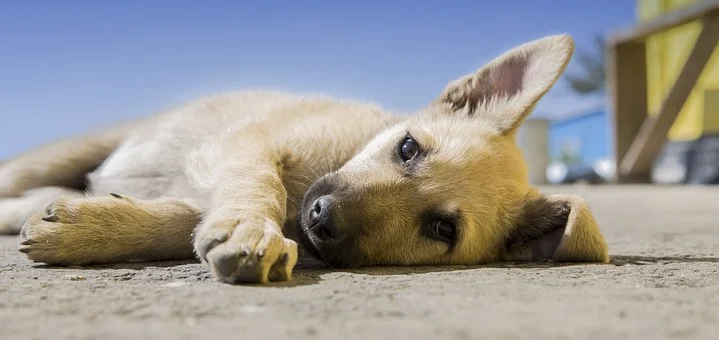 puppy.jpg