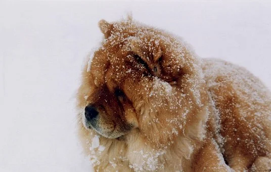 chow-chow-742062__340.jpg