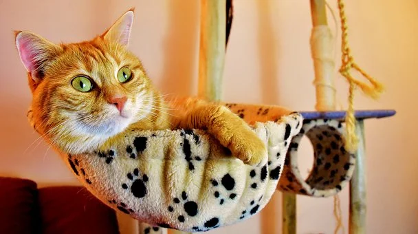 cat-3422863__340.jpg