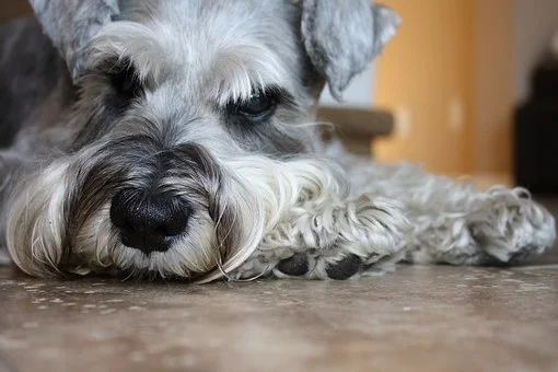 schnauzer-893171__340.jpg