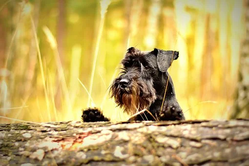 miniature-schnauzer-1923470__340.jpg