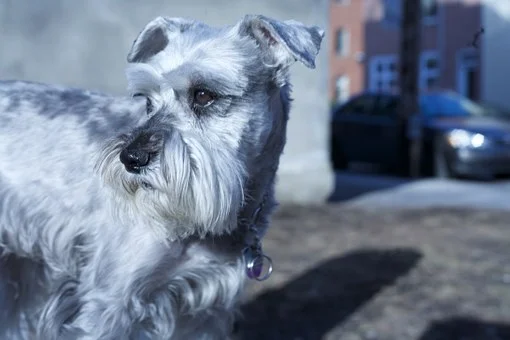 schnauzer-600931__340.jpg