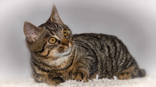 cat-3539173__340.jpg