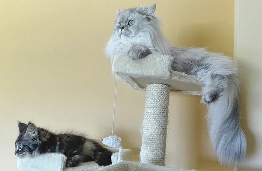 persian-cats-1720336__340.jpg