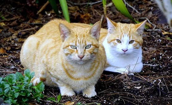 cats-1800985__340.jpg