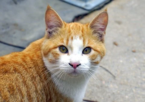 cats-1800971__340.jpg