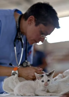 kitten-569873__340.jpg