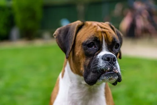 boxer-2311947__340.jpg
