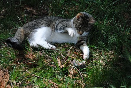 cat-2836936__340.jpg