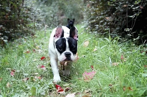bulldog-144012__340.jpg