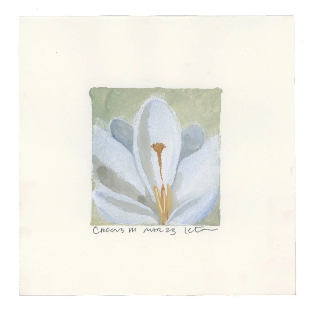 crocus white.jpg
