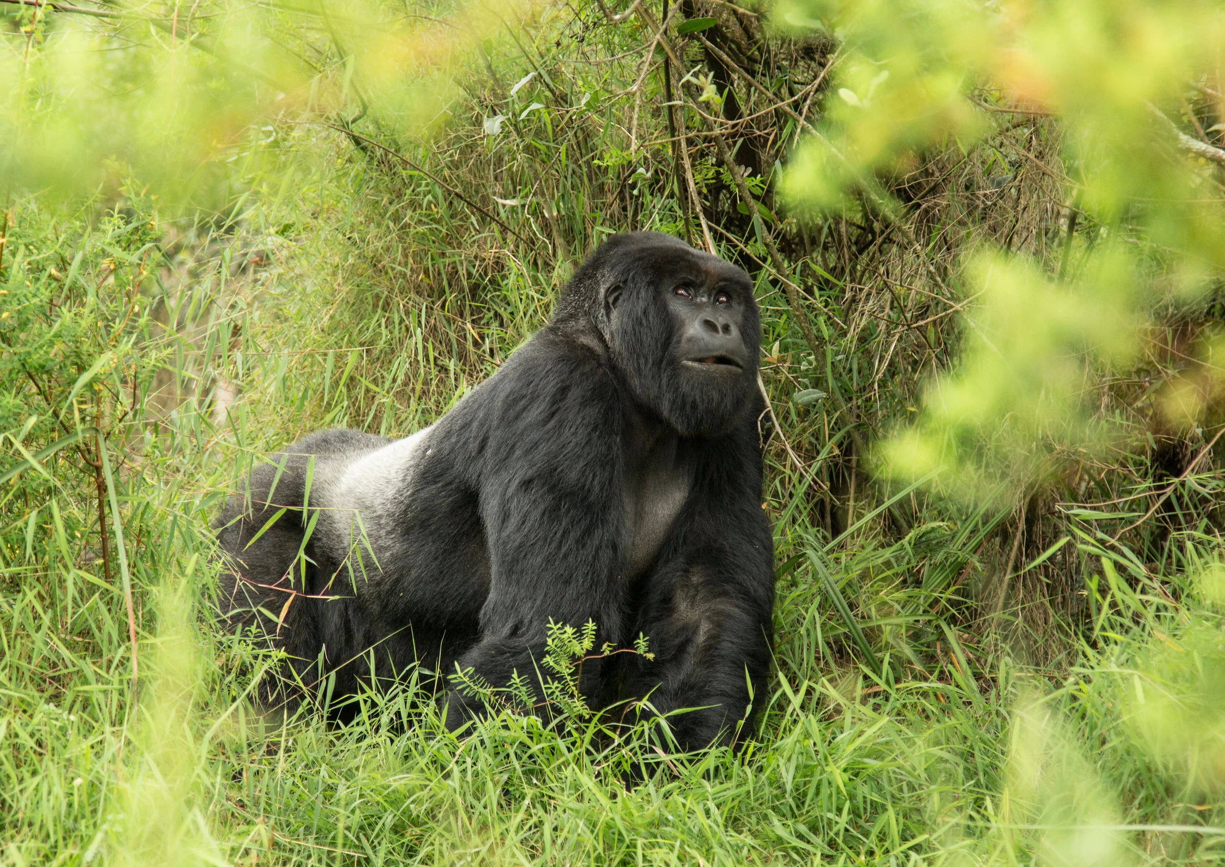 Silverback 2 - Trek 2.jpg