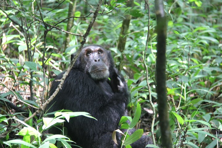 chimp_kibale_lh.jpg