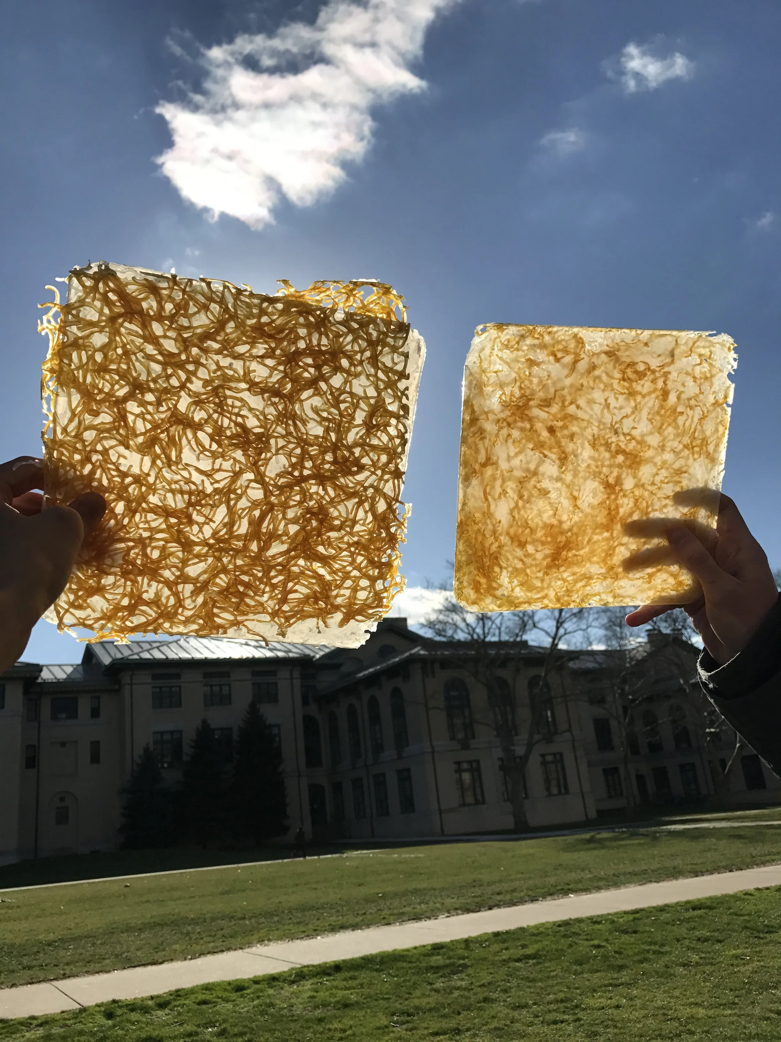 sheet of cheese or plastic?