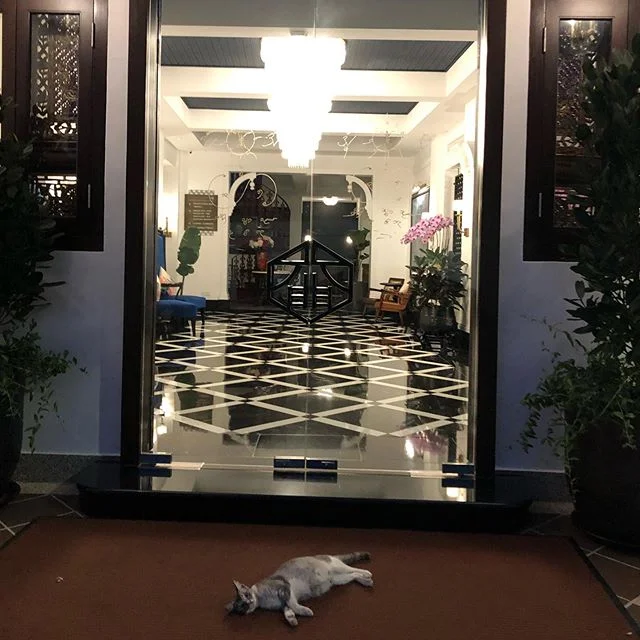 Cats of Melaka .
.
.
.
.
.
.
.
.
.
#catsofinstagram #catsofmalaysia #cats_of_instagram #malaysia #malacca