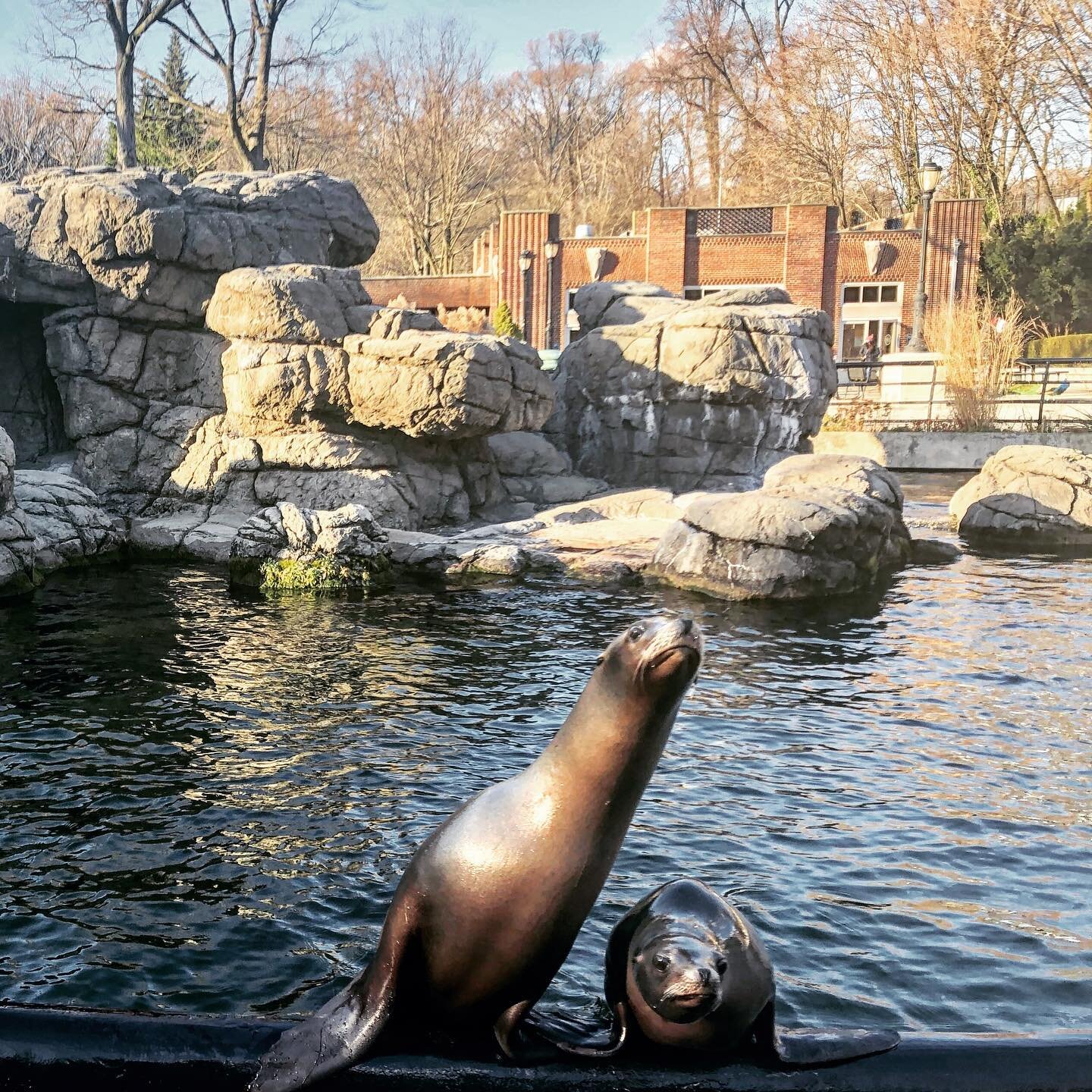 Making friends at the zoo #sealions #lunchtime