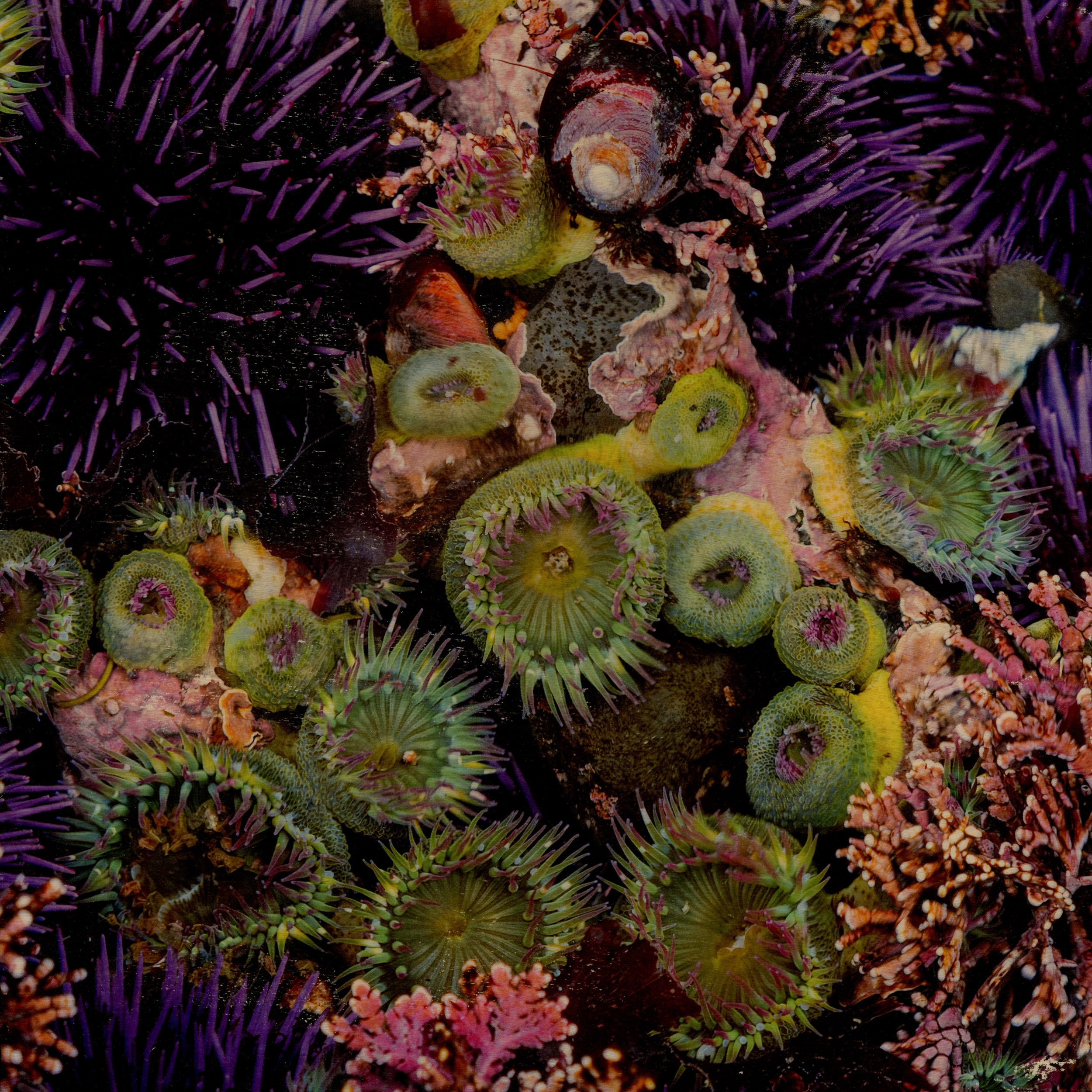 faultline-10xten-2026-heather-freinkel-sea-anenomes.jpg